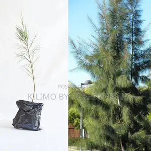 Pine Whistline (Casulina) Tree Seedling Moq KSHS 3000