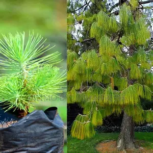 Pinus Patula Tree Seedling ( Weeping Pine ) Moq 100