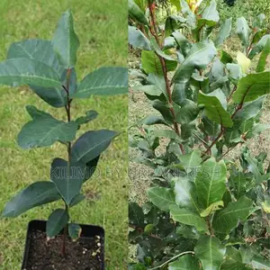 Prunis African Tree Seedling Moq KSHS 3000