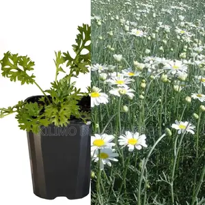 Pyrethreum Tree Seedling Moq KSHS 3000