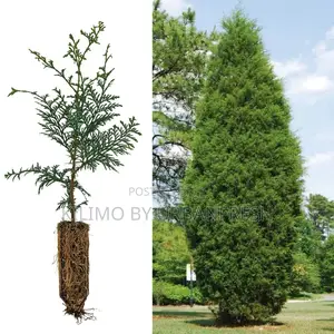 Red Cedar Tree Seedling Moq KSHS 3000