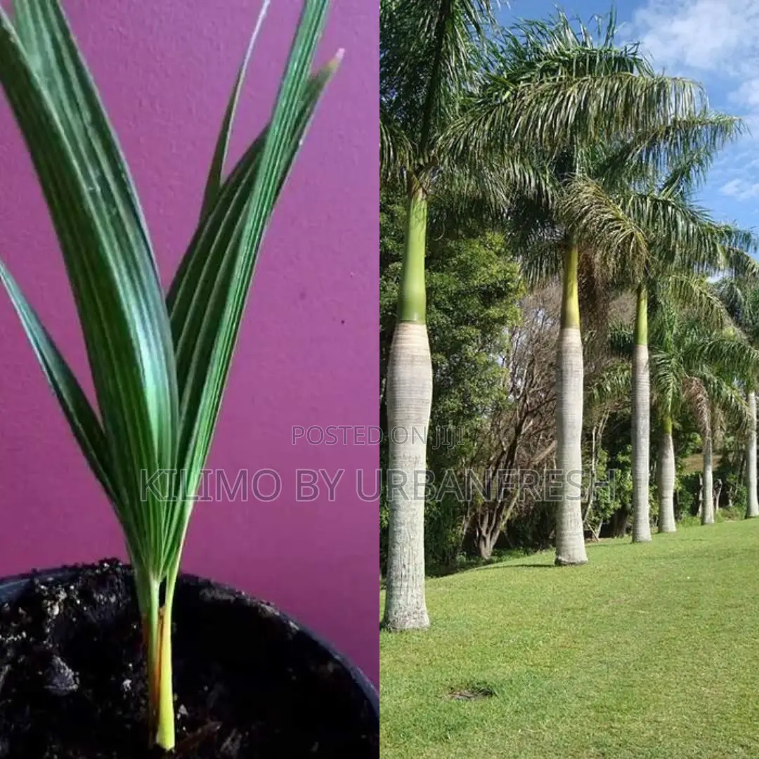 Royal Palm Tree Seedling Moq 5
