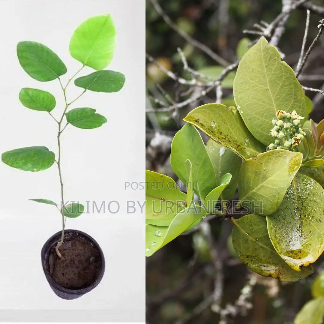 Sandalwood Tree Seedling