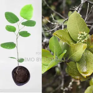 Sandalwood Tree Seedling