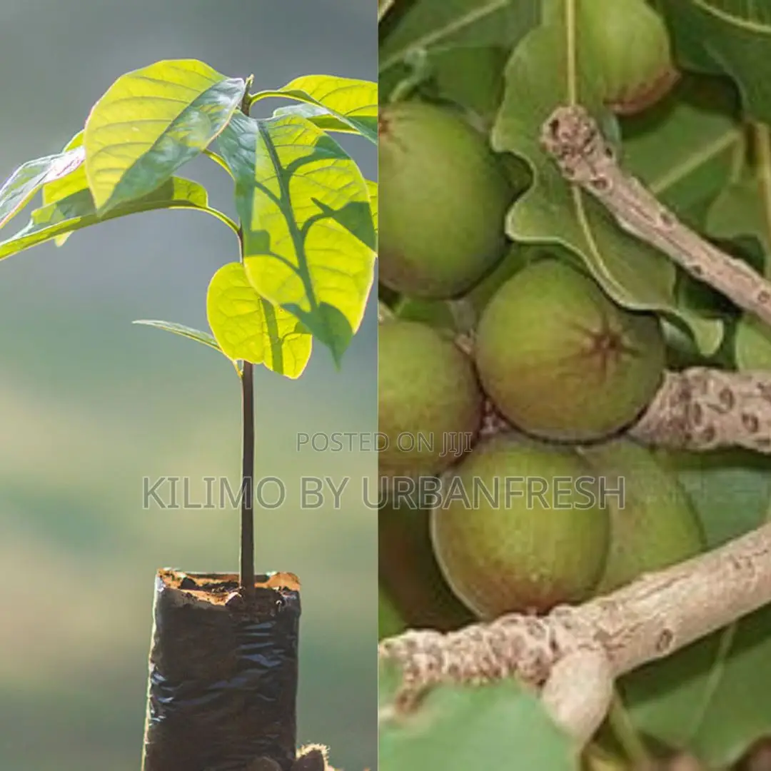 Sheanut Kernel Tree Seedling.