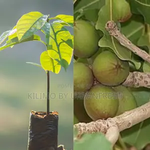 Sheanut Kernel Tree Seedling.