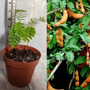 Tamarind (Mkwaju) Tree Seedling