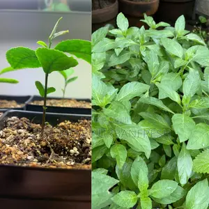 Tea-Green Tea Seedling Moq 10