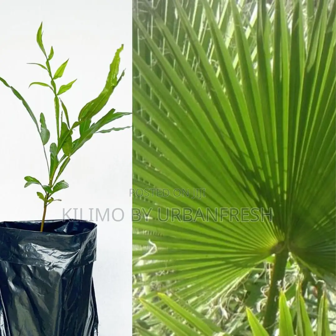 Thika Palm Tree Seedling Moq KSHS 3000