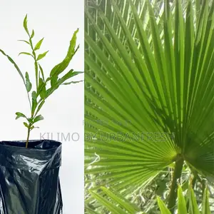 Thika Palm Tree Seedling Moq KSHS 3000