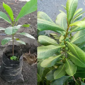 Warbugia Tree Seedling Moq KSHS 3000