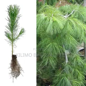 Weeping Pine Tree Seedling Moq KSHS 3000