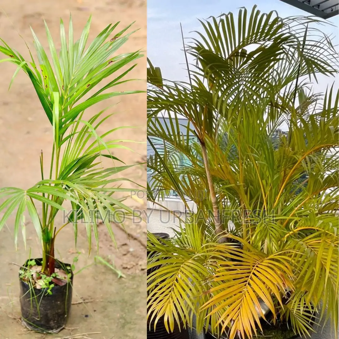 Yellow Palm Tree Seedling