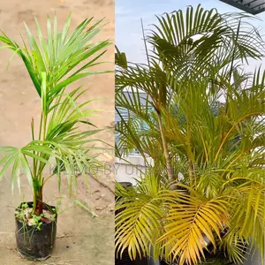 Yellow Palm Tree Seedling