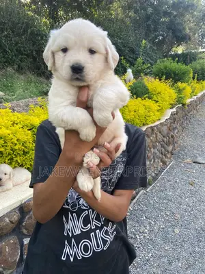 1-3 months Male Purebred Golden Retriever