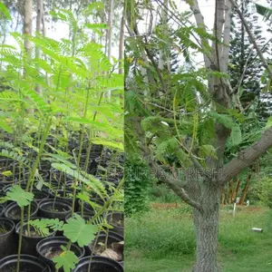 Sesbania Sesban Tree Seedling Moq 100