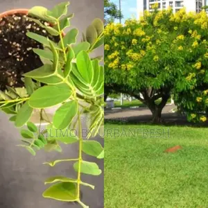 Senna Spectabilis Tree Seedling Moq