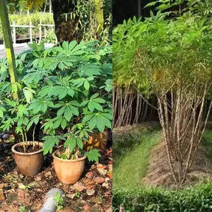 Casava Tree Seedling for 100 Cuttings