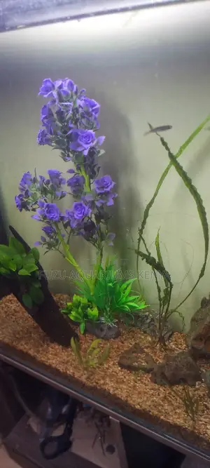 Tall Aquarium Plants ~ Purple