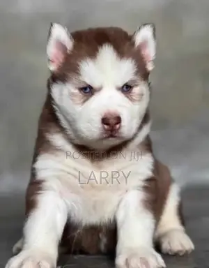 1-3 months Female Purebred Siberian Husky