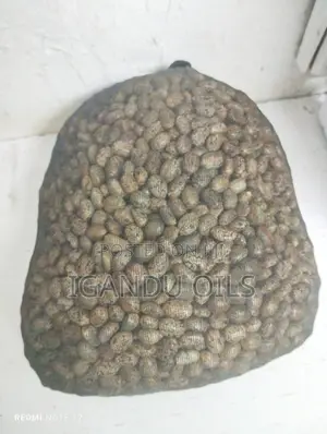 Castor Oil Seeds