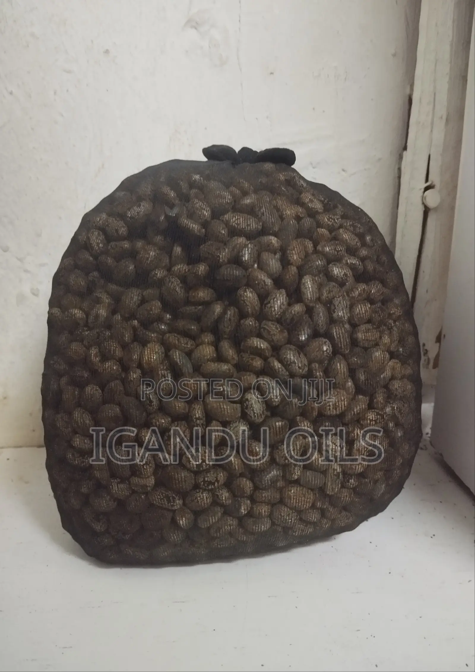 Castor Oil Seeds