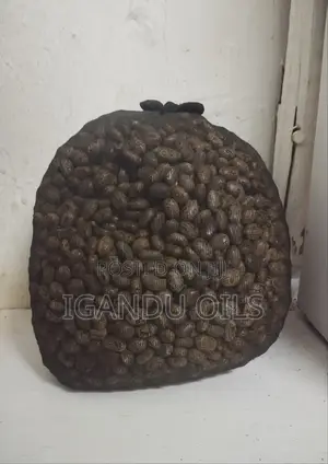 Castor Oil Seeds
