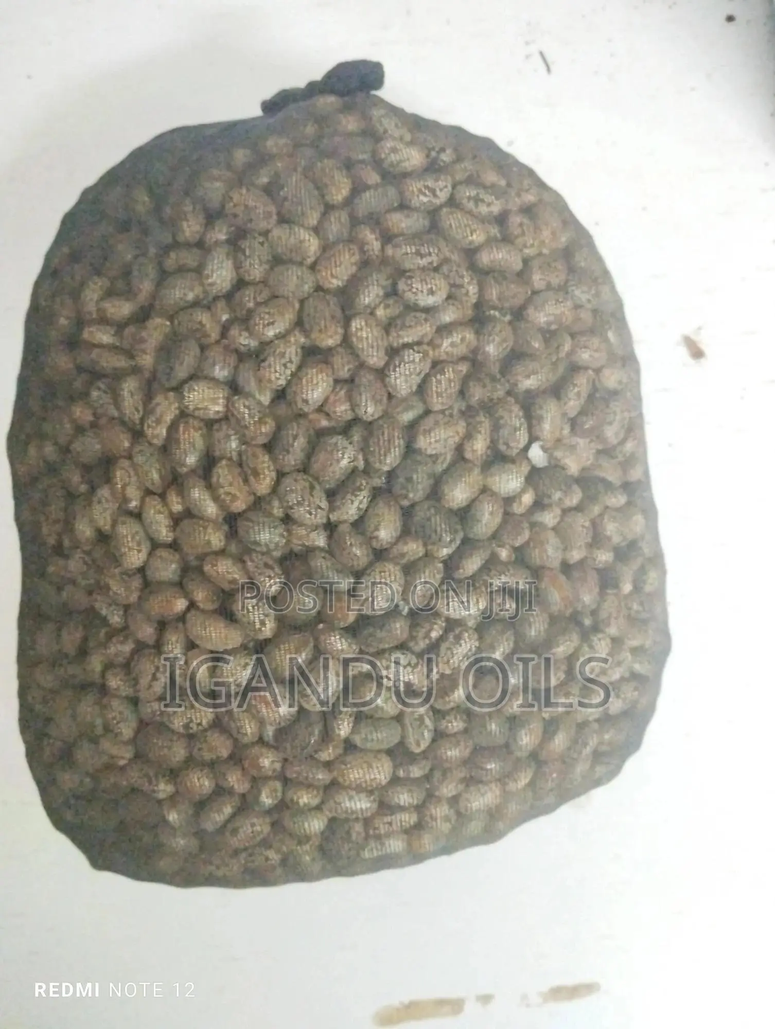 Castor Oil Seeds