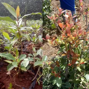 Muguka Tree Seedlings 100 Seedlings Per Order