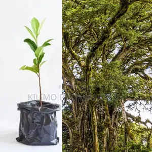 Mugumo Tree Seedling Moq KSHS 500