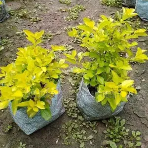 Duranta Flower Seedling Bunch of 25.