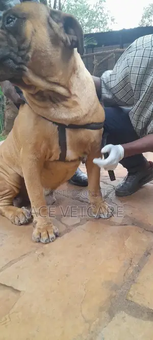 Veterinary Services and Pet Boarding