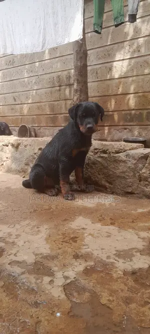 1-3 months Male Purebred Rottweiler