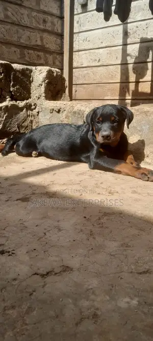 1-3 months Male Purebred Rottweiler