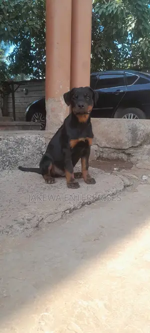 1-3 months Male Purebred Rottweiler