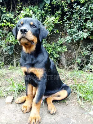3-6 months Male Purebred Rottweiler