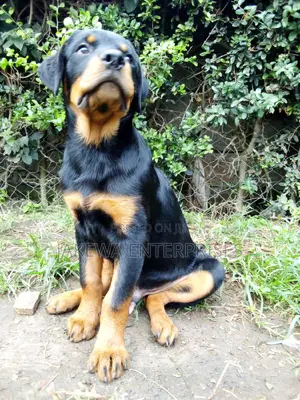 3-6 months Male Purebred Rottweiler