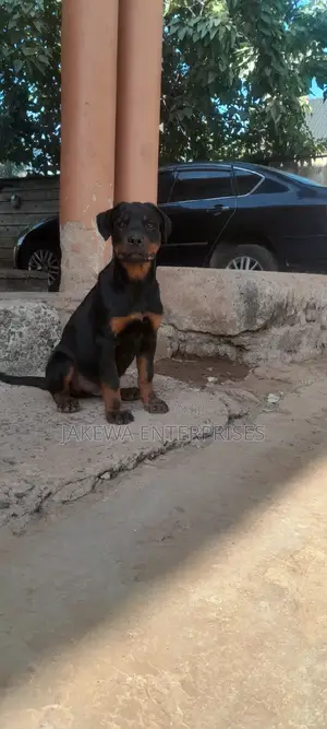 3-6 months Male Purebred Rottweiler