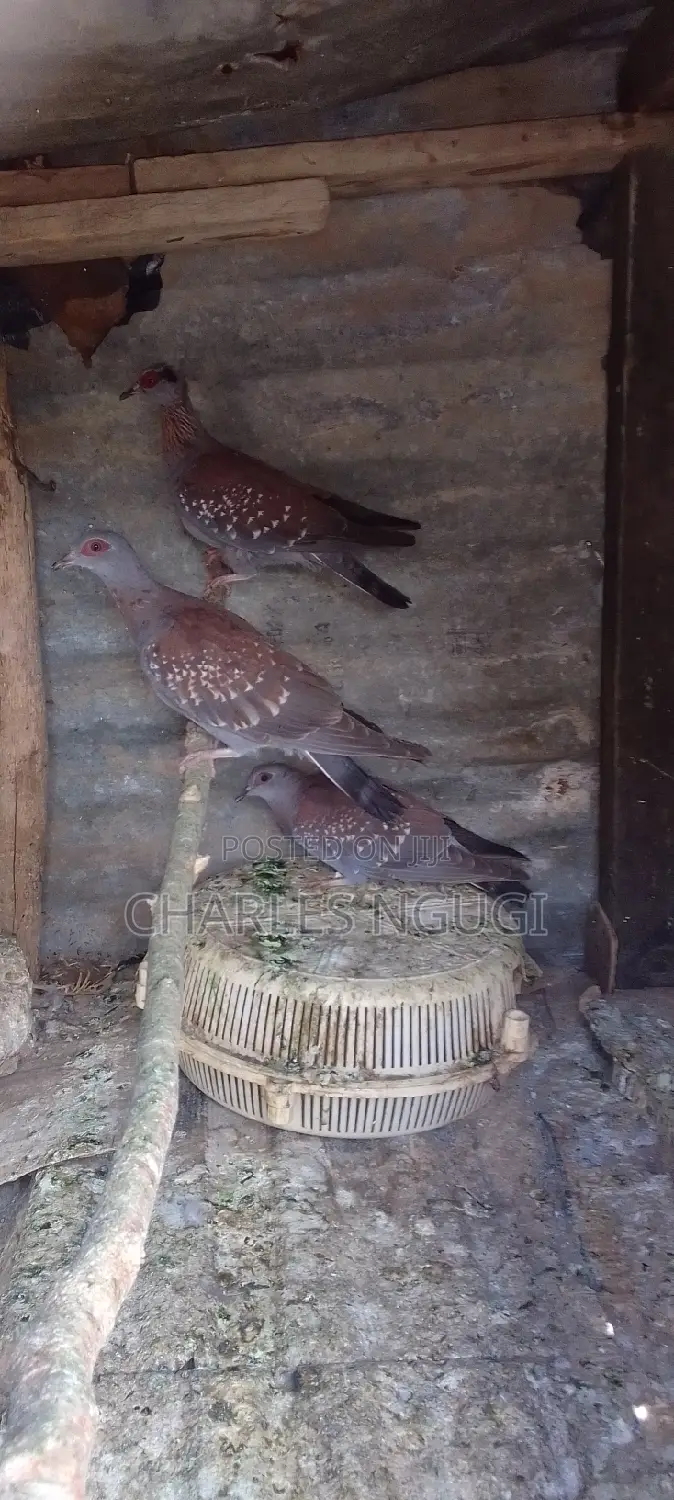 White Speckled Pigeons