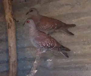 White Speckled Pigeons