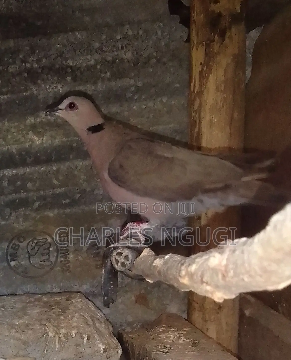 White Speckled Pigeons