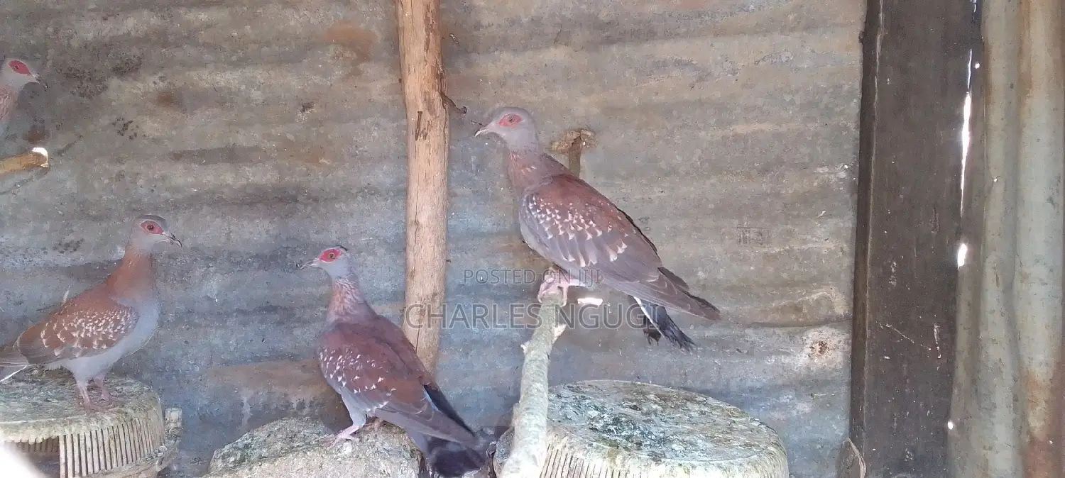 White Speckled Pigeons