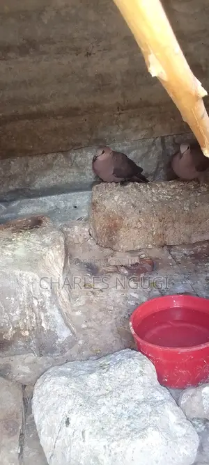 White Speckled Pigeons