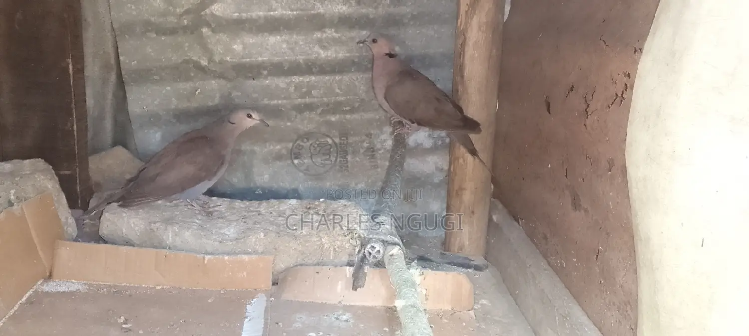 White Speckled Pigeons