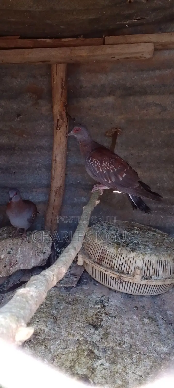 White Speckled Pigeons