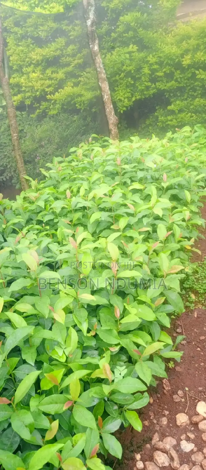 Original Muguka Seedlings for Sale.