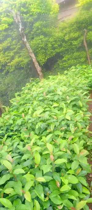 Original Muguka Seedlings for Sale.