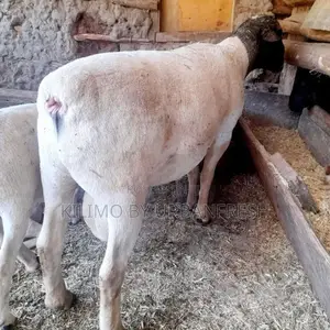 Young Ram 8 Months