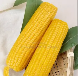 H0330y Corn Yellow Seeds