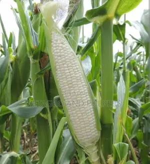 H1100W Cornwhite Seeds
